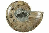 Cut & Polished Ammonite Fossil (Half) - Madagascar #310730-1